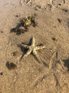 海星