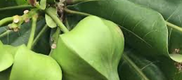 滨玉蕊